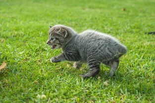 (猫咪田园图鉴大全)猫咪田园图鉴，探索猫咪世界的多彩画卷