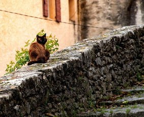 (猫咪田园图鉴大全)猫咪田园图鉴，探索猫咪世界的多彩画卷